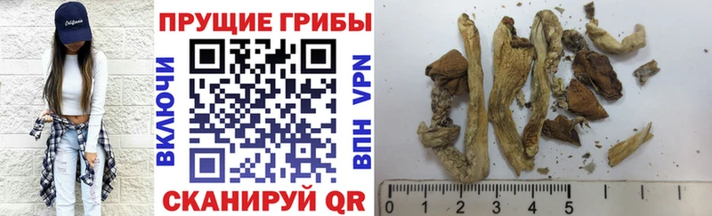сколько стоит  Тарко-Сале  Галлюциногенные грибы Cubensis 